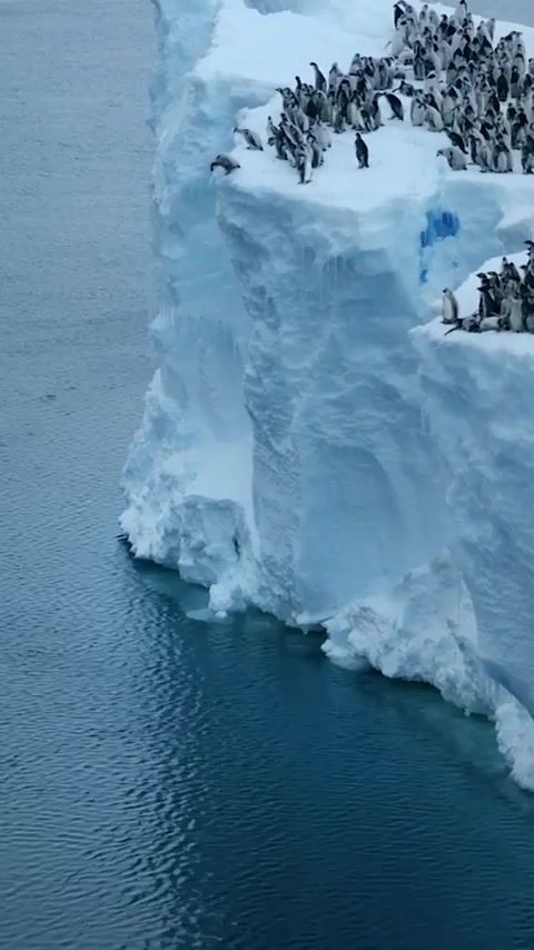 Baby Penguins Bravely Dive Off 50 Foot Cliff For First Ever Swim Febspot