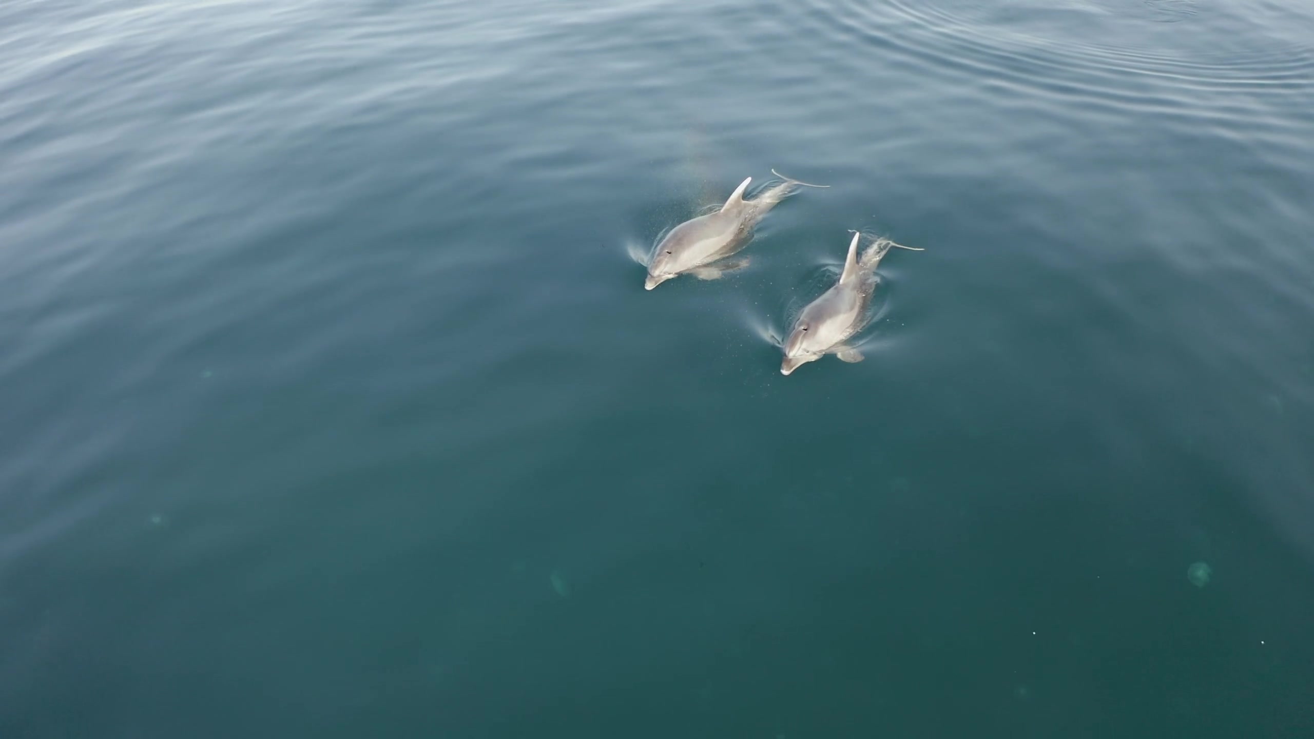 Marine Majesty Dolphins In Their Natural Playground By Julianne1311