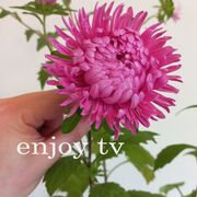 enjoy tv