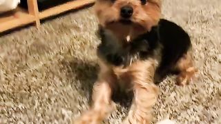 Funny yorkie