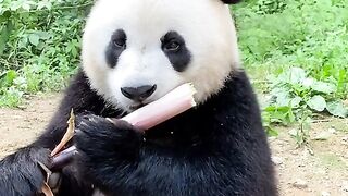 panda eating bamboo shoots