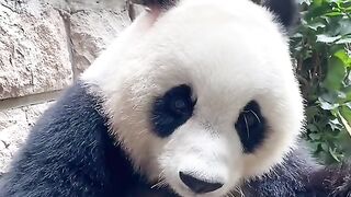 Watch pandas eating bamboo shoots up close