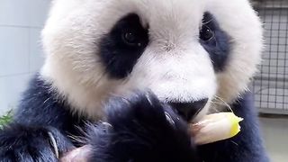 Panda eats bamboo shoots, delicious