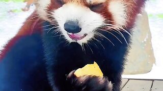 red panda eating apple