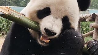 Immersive Panda Eating Bamboo Shoots