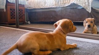 funny dog seeing the mirror