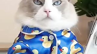 Cats make food 2023 "That Little Puff" Tiktok Compilation #1