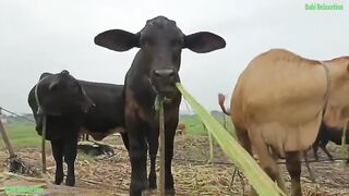 cow cute ,cow funny videos