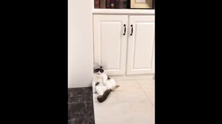 Funny Animals Videos - Funniest Cats???? And Dogs???? Video Compilation 2023 3