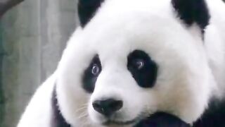 7_#panda#pandas#pandapuppy#pandaexpress#pandababy#panda#foryou#pet#cute#animals