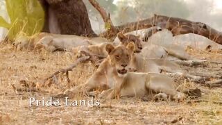 Africa's Hunter. Lion Pride Documentary Netflix