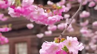 La vie en rose #switzerland #nature #cherryblossom #youtubeshorts #shorts #travel.mkv