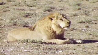 A Magnificent Lion Pride Lies in Wait To Prey. The Lions Of Etosha