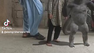 Cute baby playing and dancing with annoconda