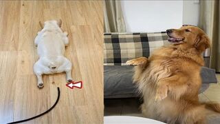 FUNNY Dog Compilation videos ???? funniest Dog Videos on chanies TikTok #animals #dogs