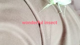 Wonderful insect