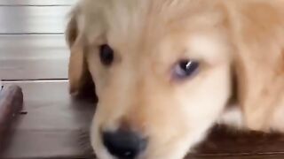 Funniest Doggos of TikTok ~ Most Adorable Puppies TIK TOK 3