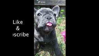 Spécial Tik-Tok#Meilleures Vidéos Drôles de Chat et de Chien ????????- Best Funny DOGS et CATS #113