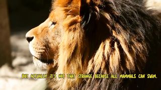 unique lion facts