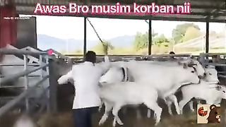 Hati Hati Dengan Hewan Qurban