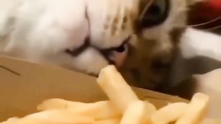 Funny animals 2023???? - Funniest Cats