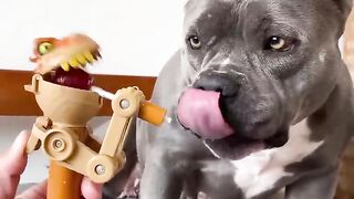 Compray um brinquedo novo para minha american bully