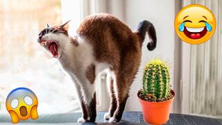 Funniest Animals Videos ???? Funniest Cats and Dogs ????????