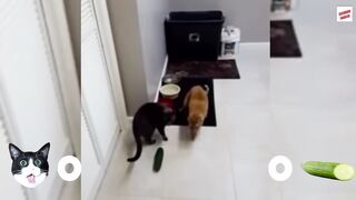 Cats vs Cucumbers Compilation 2