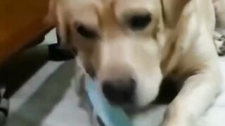 Funny animal(tik tok)