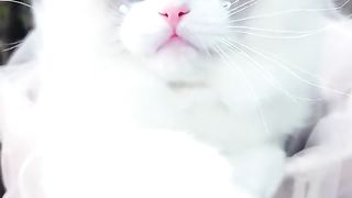 Pretty cat 2