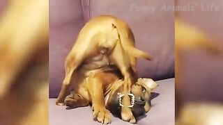 ????Funniest dogs????and cats,Awesome funny pets animals????videos