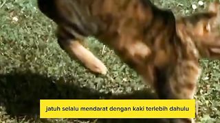 Kucing ketika jatuh