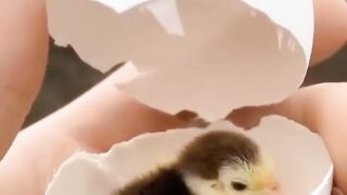 Cutest baby animal video compilation -- cute moment