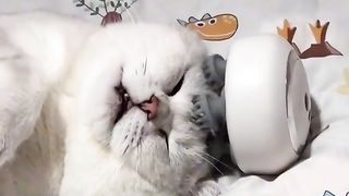 Cat new funny video