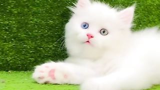 Cat new video 3