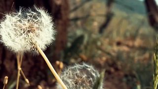 Dandelion flowers falling in the wind