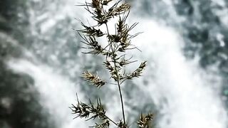 Wild plants and elaxing waterfall