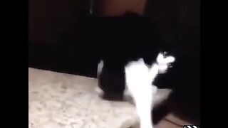 Some Funny Cat Videos