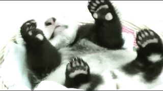 30 Second Panda Cute Videos