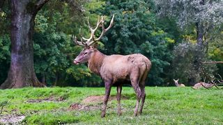 Wild Deer Slowmotion Video