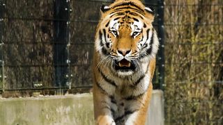 Wild Tiger Slowmotion Video