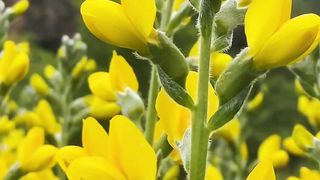 Yellow Flowers In The Mountain