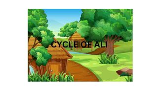 CYCLE OF ALI