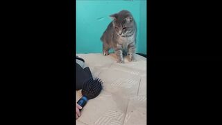 Best Funny Animal Videos Of The 2023 ???? - best funny cats 2023