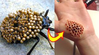 Top 10 most dangerous bugs in the world