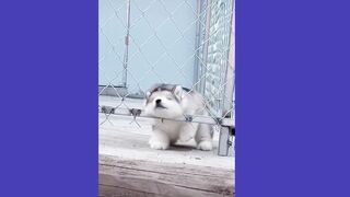 cute pets (tiktok)