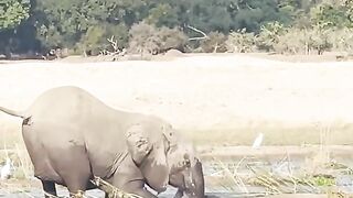 ELEPHANT KILLS CROCODILE.