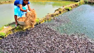 Modern Method Catfish Farming in the Philippines