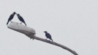 Crow Couple