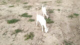 Goat baby meeting video